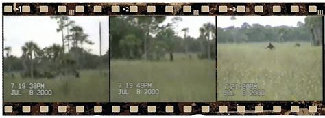 Lecture: The Skunk Ape – Florida’s Favorite Cryptid, Museum of the ...