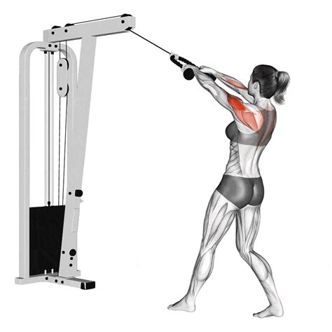 Cable rear delt fly exercises – cable rear delt fly training | XAKY