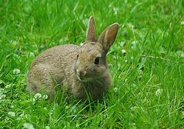 Image result for Wild Baby Bunny Newborn