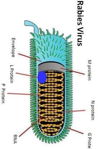 A disease caused by a virus and spread by an insecta) polio b) denguec ...