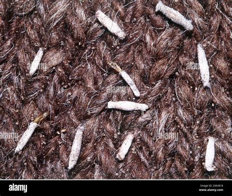 CLOTHES MOTHS - larvae / caterpillars on fabric Stock Photo - Alamy