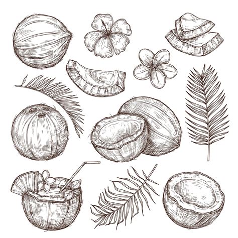 Premium Vector | Coconut sketch. drawing nature, hand drawn half exotic ...