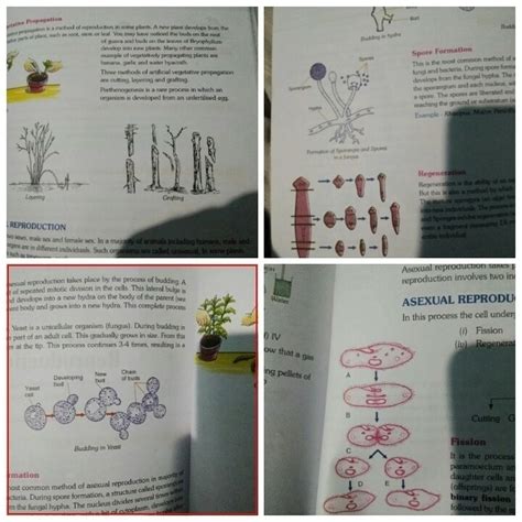 explain two methods of asexual reproduction in plants - Brainly.in