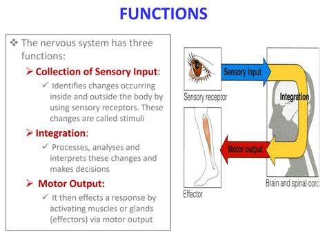 Image result for Nervous System Introduction