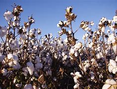 Image result for cotton