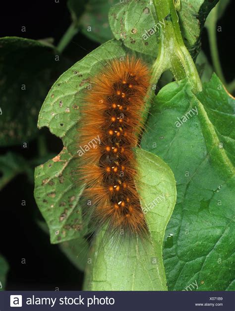 Potato Caterpillar High Resolution Stock Photography and Images - Alamy