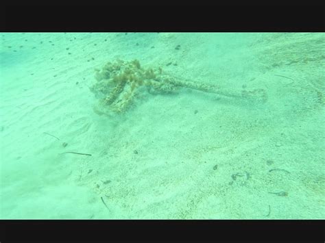 DIVE CENTER: BLUE DOLPHIN DJERBA (2026) All You Need to Know BEFORE You ...