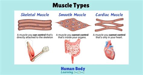 Image result for Skeletal Muscle Tissue Types