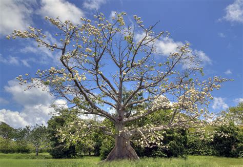 Great Kapok Tree Pictures [2025]