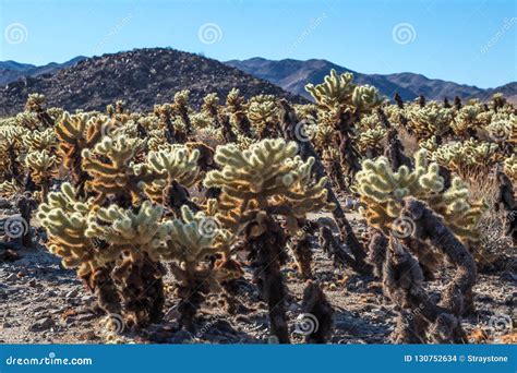 Cholla Cactus Garden Trail in Joshua Tree National Park Stock Photo ...