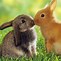 Image result for Cute Animal Wallpapers for iPad