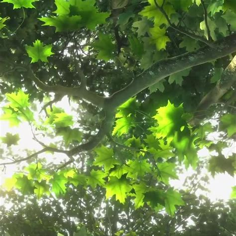 Image result for Many Trees Off One Root