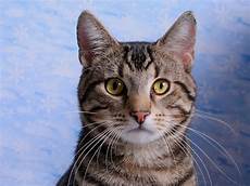 shorthair cat domestic shorthair cat information health pictures shorthair cat domestic shorthair cat information health pictures