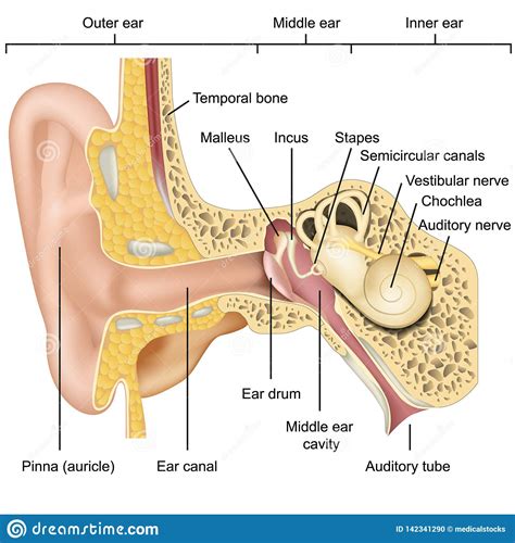 How To Settle The Crystals In Your Ear at Mark Guerrero blog