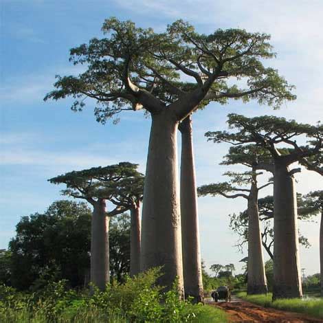 UNIQUE TREES - Outdoor Luxury