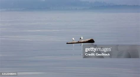 Floating Log 的图像结果