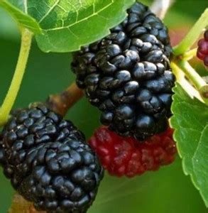 Cloud Farm Shahtoot/Mulberry Plant Price in India - Buy Cloud Farm ...