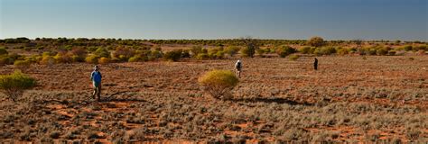 Desert Fireball Network: Meteorite Fall Predictions