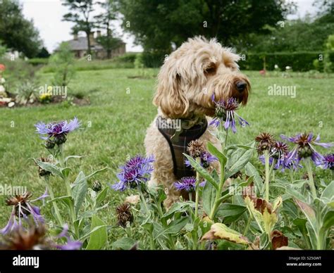 Image result for Cockapoo Waffle Dog