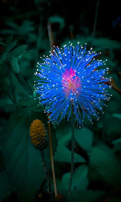 Nature Flower 的图像结果