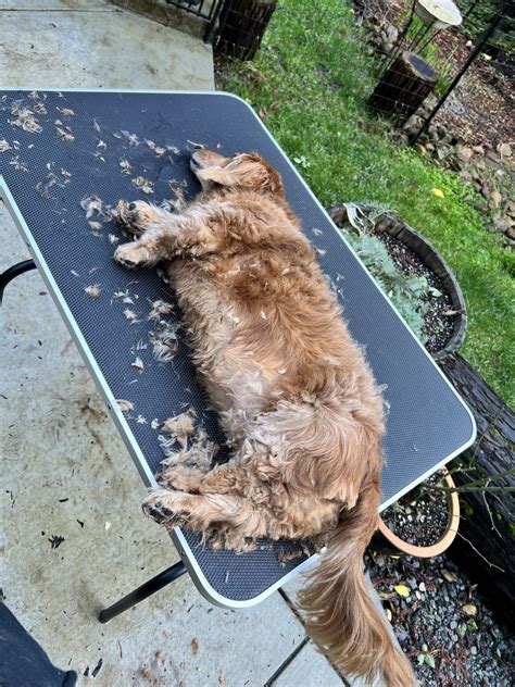 Monty sleeping through his haircut : r/Dachshund