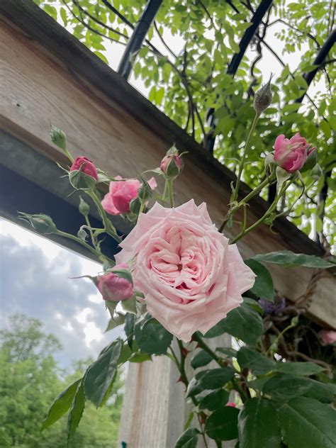 Things to Do in Arlington, VA: Bon Air Rose Garden | Stripes and Whimsy