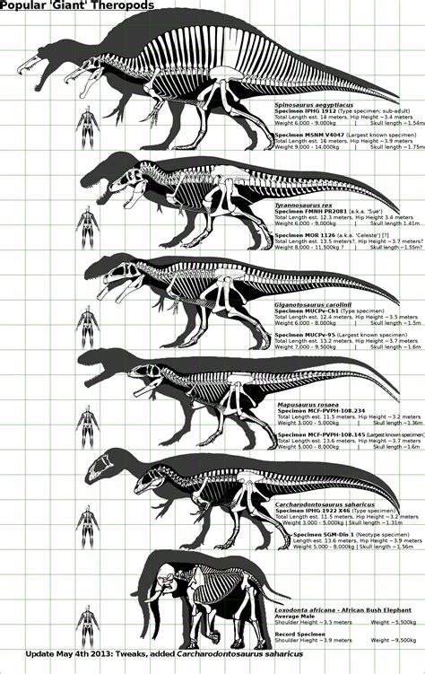 Carnivorous Dinosaurs Size Chart