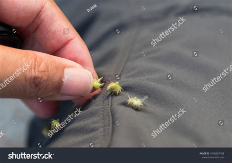 Hitchhiker weeds : 26 images, photos et images vectorielles de stock ...