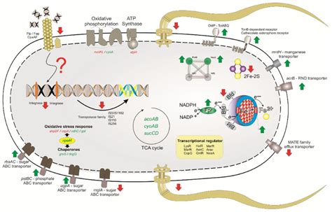Transcriptomic Response of the Diazotrophic Bacteria Gluconacetobacter ...