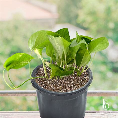 KS Money Plant in 6 inch nursery pot – KS ARTS COLLECTION