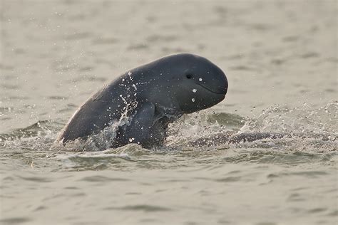 Shekar Dattatri: From Killer Roads To Humane Highways | Nature inFocus