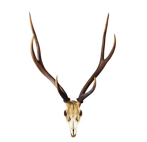 Deer Skull, Mount, Antlers, Nature, Wildlife PNG