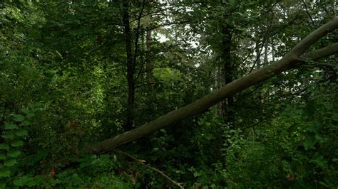 Funnel Vision Tree Fall 的图像结果