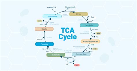Tca Cycle Intermediates Mnemonic at Randolph Hillman blog