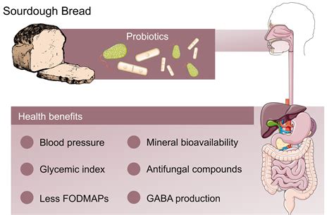 Probiotics in the Sourdough Bread Fermentation: Current Status