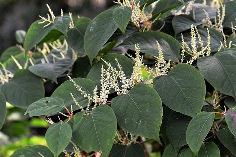 Image result for Japanese Invasion of Java