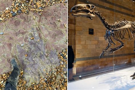 Fossilized facial bone fragments of oldest known human found in Spanish ...