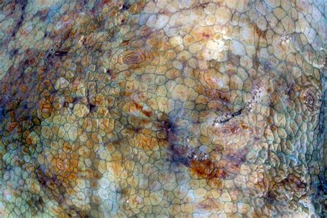 Image result for How Octopus Change Color