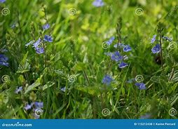 Image result for Small Blue Flowers in Grass