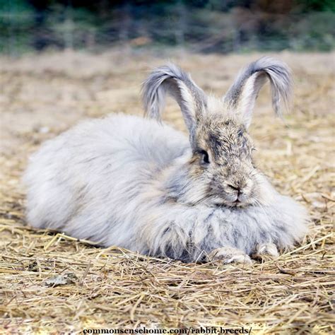 Mini Rex Rabbits Fully Grown