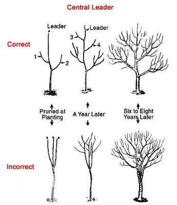 Apple Tree Pruning Guide 的图像结果