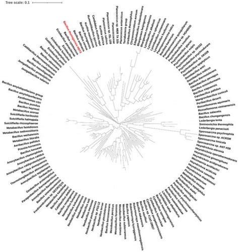 A Novel Regulator PepR Regulates the Expression of Dipeptidase Gene ...