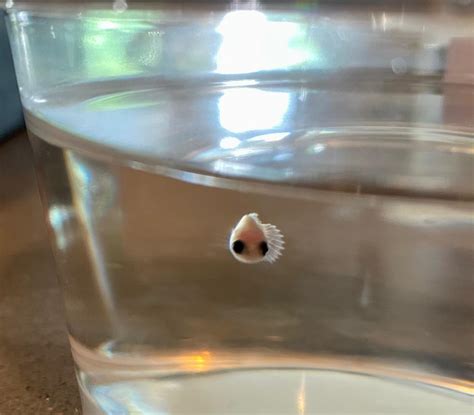 Baby Fish 的图像结果