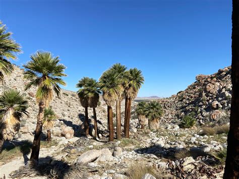 Mountain Palm Springs Primitive Campground — Anza-Borrego Desert State ...