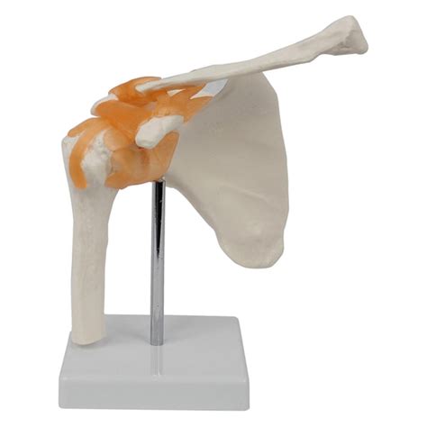 ⚡️Buy Maxbell Shoulder Joint Model Anatomy Skeleton Model for ...
