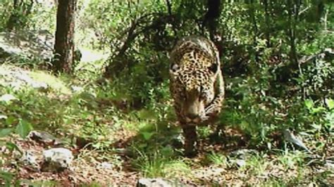 Jaguar sighting in southern Arizona reinvigorates conservationists ...