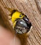 Image result for Bee 