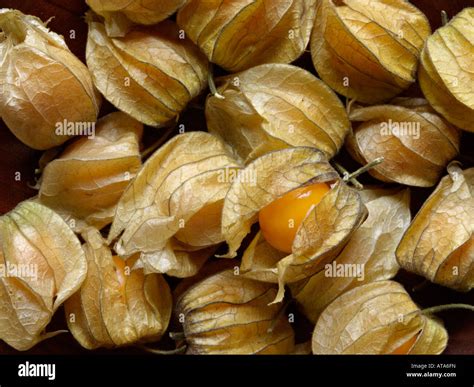 Cape gooseberry (Physalis peruviana Stock Photo - Alamy