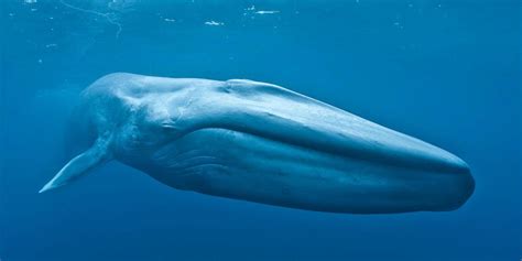The 52 Hertz Whale | Proof Required
