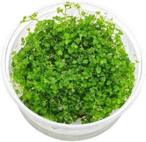 Aquanature Tissue Culture Hydrocotyle Tripartita Mini Carpet Plants ...